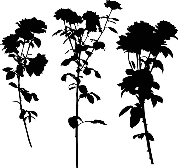 Tres siluetas de ramas de rosa negro en blanco — Vector de stock