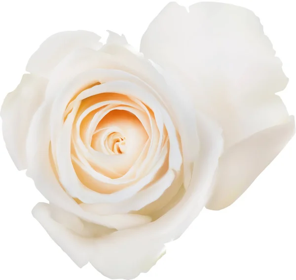 Иллюстрация с одним изолированным цветением белой розы — стоковый вектор