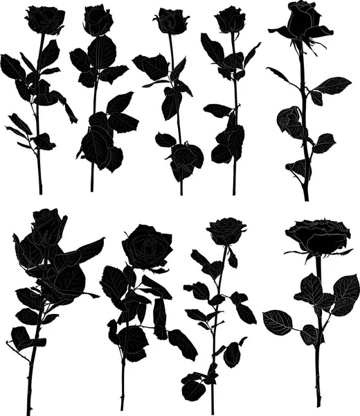 Nueve rosas negras flores aisladas — Archivo Imágenes Vectoriales