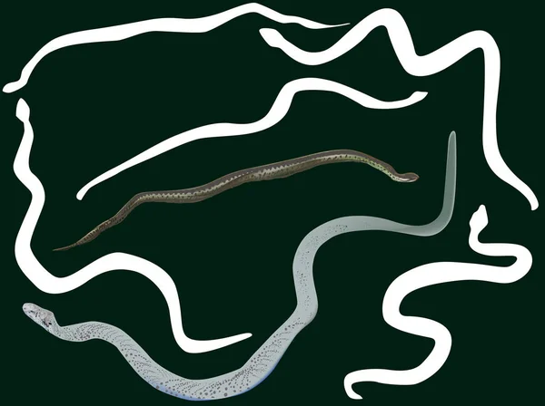 Sept serpents sur fond sombre — Image vectorielle