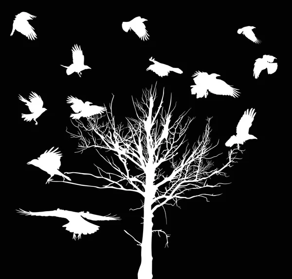 Blanco seco árbol grande y cuervos siluetas aisladas en negro — Vector de stock