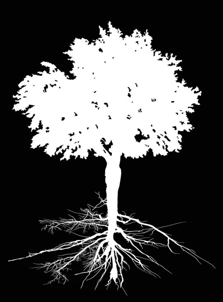 Árvore branca com grande raiz isolada em preto — Vetor de Stock