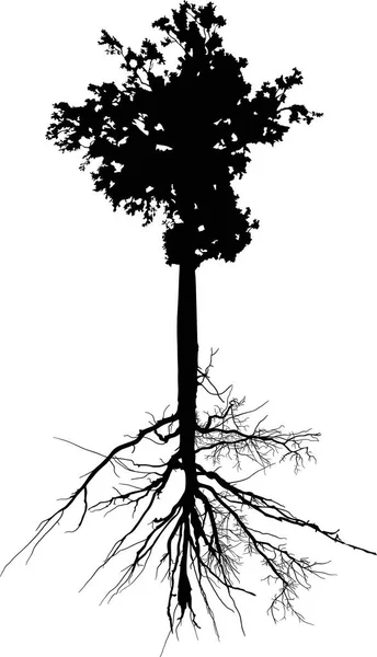 Лиственное дерево с длинным стеблем и корнем на белом — стоковый вектор