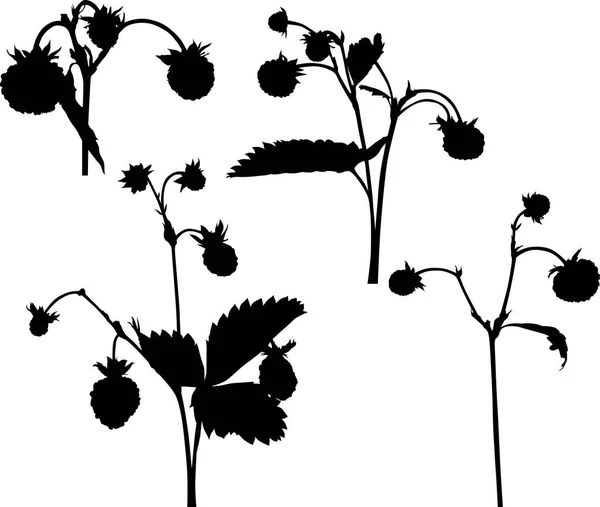 Ensemble de quatre silhouettes de branches de fraise sauvage isolées sur wh — Image vectorielle