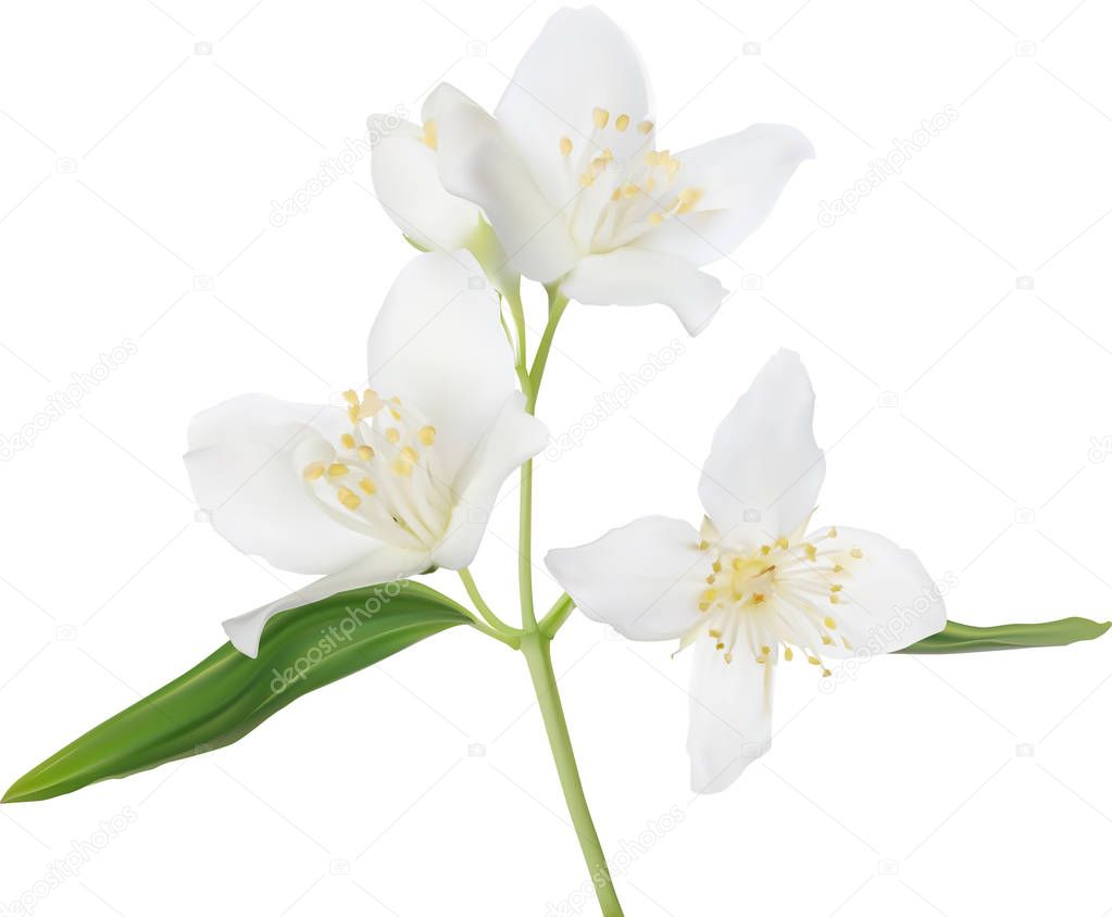 illustration with isolated white jasmin blossoming branch