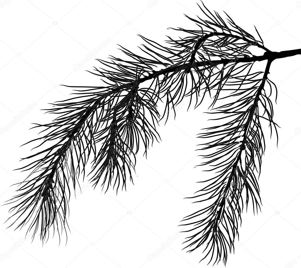 black pine tree branch isolated illustration
