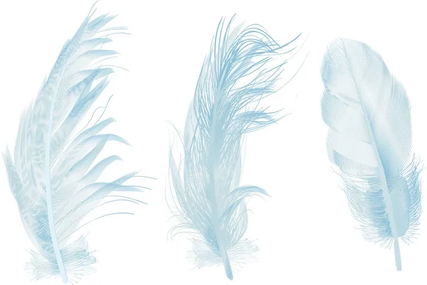 Три светло-голубые перья, изолированные на белом — стоковый вектор