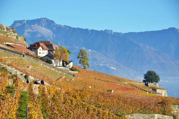 Wijngaarden in lavaux-gebied — Stockfoto