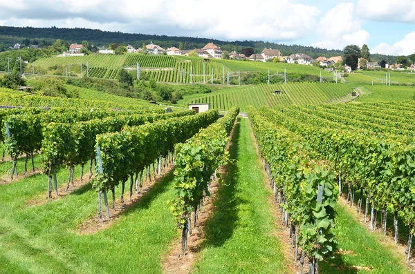 Vineyards during summer day — Stock Photo, Image