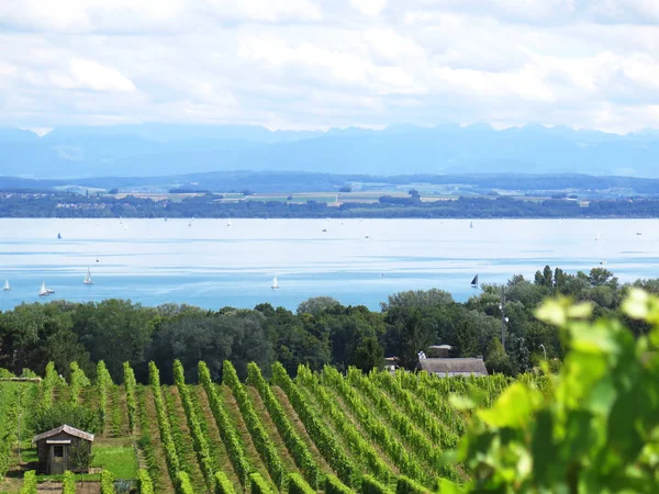 Green vineyards at Neuchatel lake — Stock Photo, Image