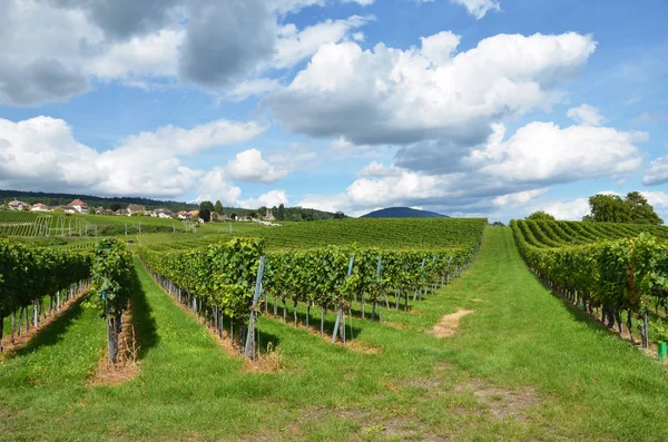 Viñedos verdes en el lago Neuchatel —  Fotos de Stock