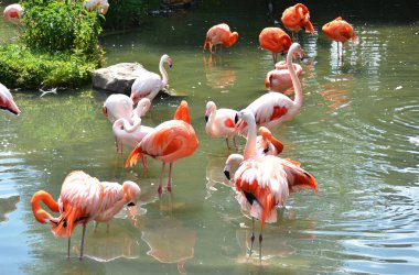 Nehir Karayip flamingolar