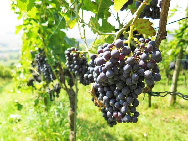 Groene wijngaarden in de zomer — Stockfoto