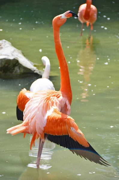 Красивые карибские фламинго — стоковое фото