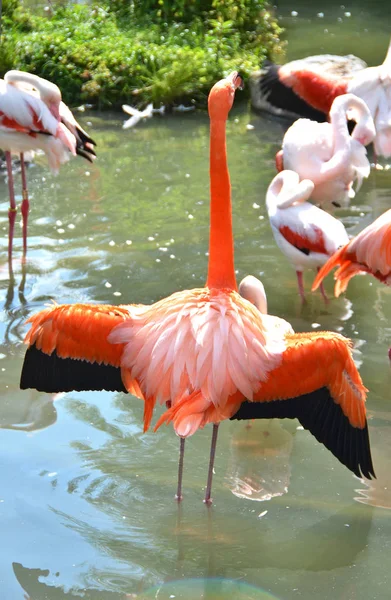 Kaunis Karibian flamingot — kuvapankkivalokuva