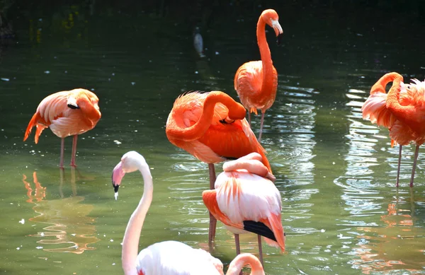 Karibian flamingot joessa — kuvapankkivalokuva
