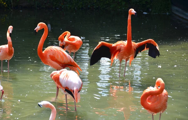 Beautiful Caribbean flamingos — Stock Photo, Image