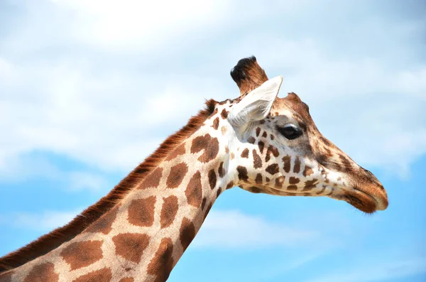 Beautiful Giraffe on blue sky — Stock Photo, Image