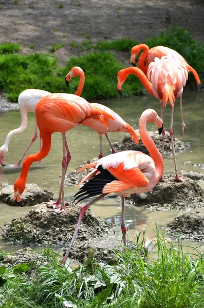 Caribbean flamingos at river-bank — Stock Photo, Image