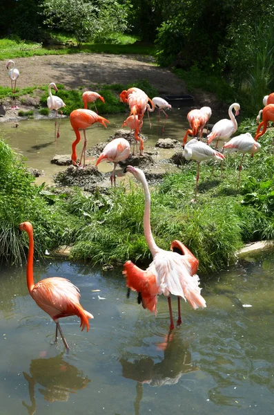 Caribbean flamingos at river-bank — Stock Photo, Image