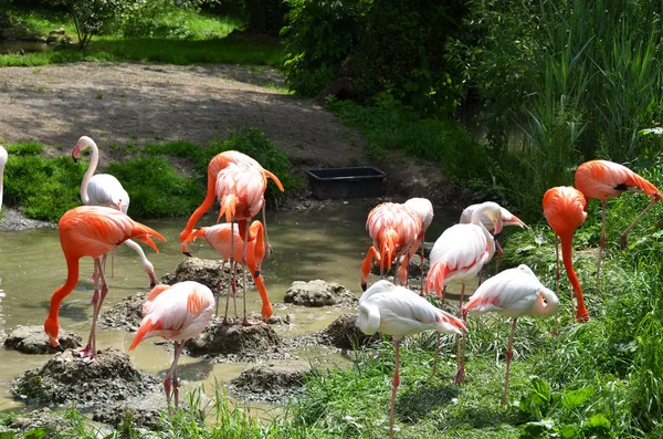Karibian flamingot joen rannalla — kuvapankkivalokuva