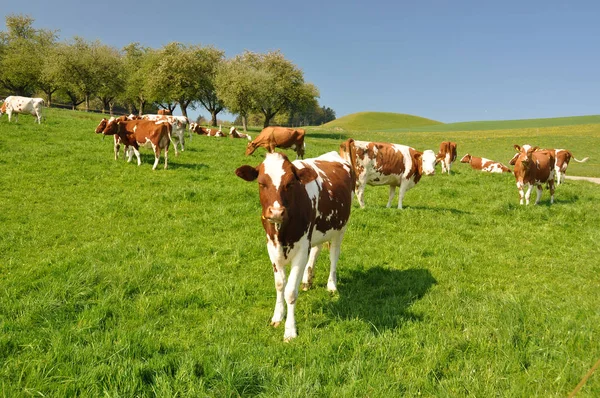 Vacas pastando na região Emmental — Fotografia de Stock