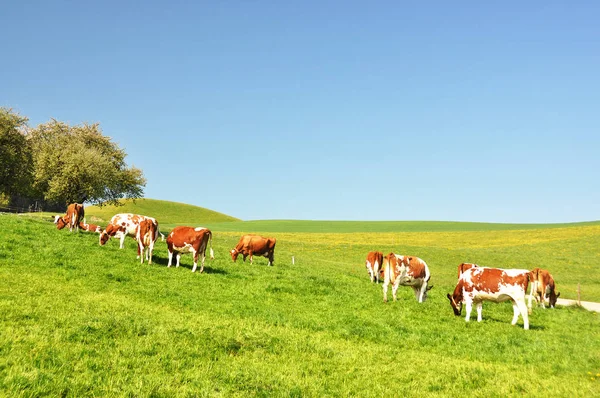 Kor som betar i Emmental region — Stockfoto