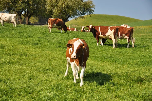 Kor som betar i Emmental region — Stockfoto