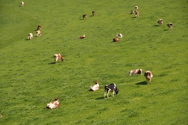 Vacas pastando na região Emmental — Fotografia de Stock