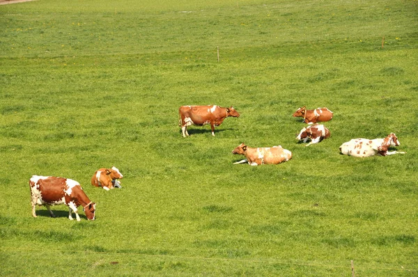 Kor som betar i Emmental region — Stockfoto