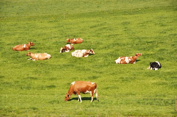 Cielęta w regionie Emmental — Zdjęcie stockowe