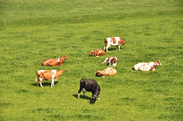 Cows grazing in Emmental region — Stock Photo, Image