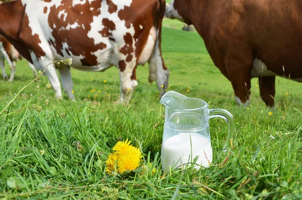 Mucche al pascolo vicino al latte — Foto Stock