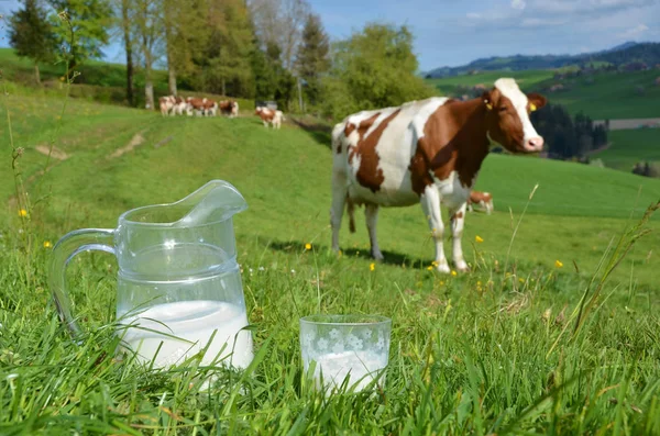 Koeien grazen in de buurt van de melk — Stockfoto