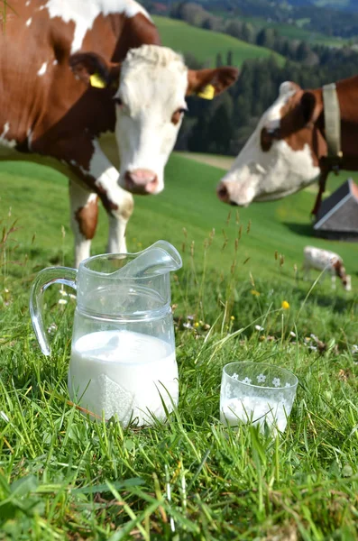 Kühe grasen in der Nähe der Milch — Stockfoto