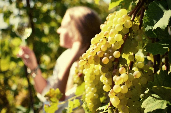 Meisje proeverij van witte wijn tussen de wijngaarden. — Stockfoto