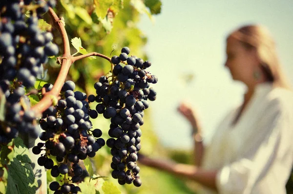 Menina degustação de vinho branco entre vinhas . — Fotografia de Stock