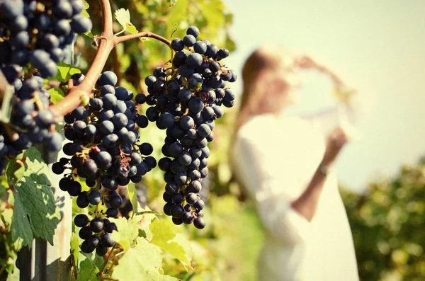 Girl tasting white wine among vineyards. — Stock Photo, Image