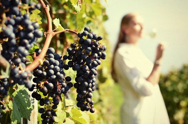 Menina degustação de vinho branco entre vinhas . — Fotografia de Stock