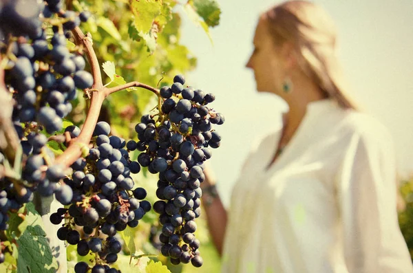 Girl  among vineyards. — Stock Photo, Image