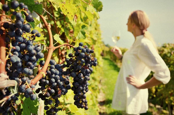 Girl tasting white wine among vineyards. — Stock Photo, Image