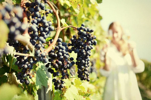 Menina degustação de vinho branco entre vinhas . — Fotografia de Stock