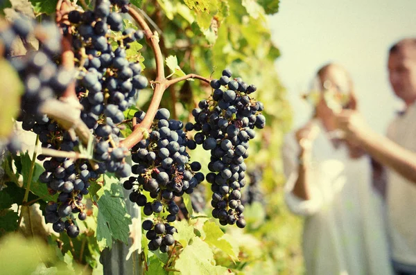 Coppia occhiali in Lavaux — Foto Stock