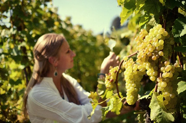 Chica degustación de vino blanco entre viñedos . —  Fotos de Stock