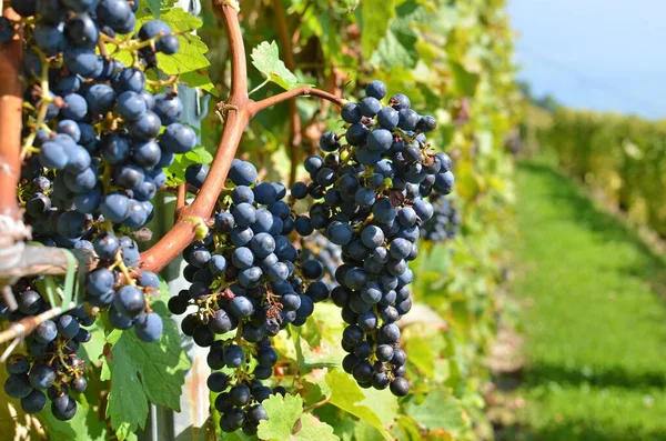 Vinice v regionu Lavaux, Švýcarsko — Stock fotografie