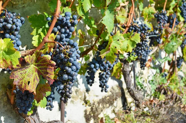 Виноградники в регионе Лаво, Швейцария — стоковое фото