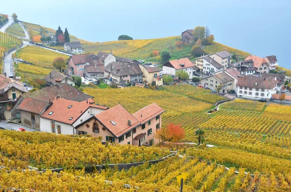 Winnice w regionie lavaux, Szwajcaria — Zdjęcie stockowe