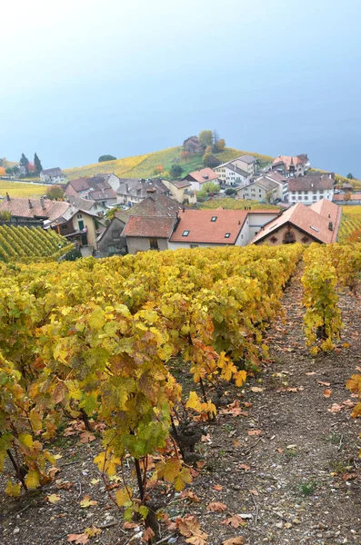 Winnice w regionie lavaux, Szwajcaria — Zdjęcie stockowe