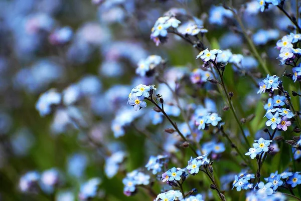 Jardín azul no me olvides. — Foto de Stock