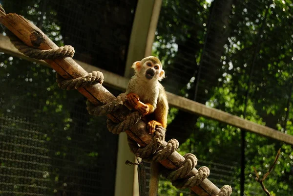 A monkey in a Budapest zoo